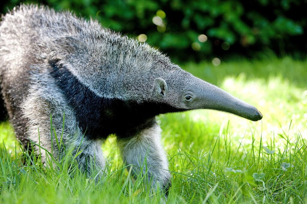 Ggiant anteaters, Venezuela