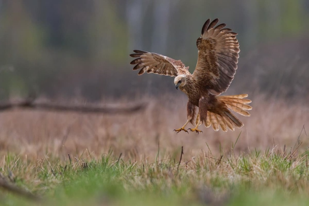Vesuvius National Park, Italy
