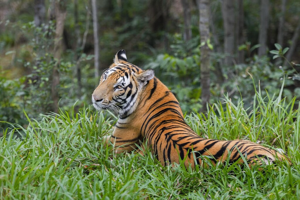 Indochinese tiger, Vietnam