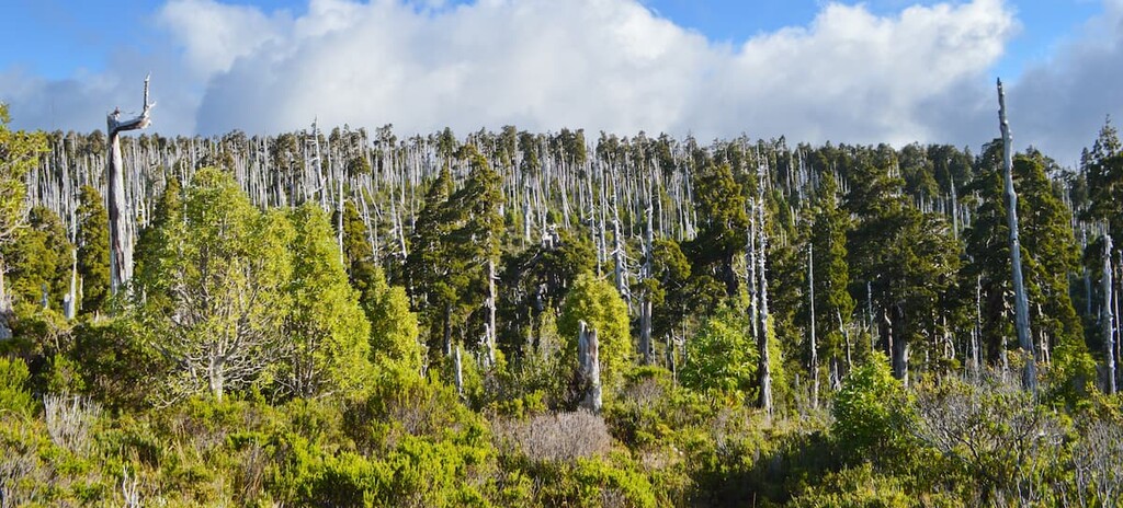 Alerce Costero National Park, Chile