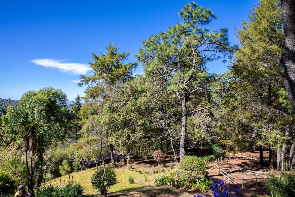 forest, Nevado de colima, Mexico
