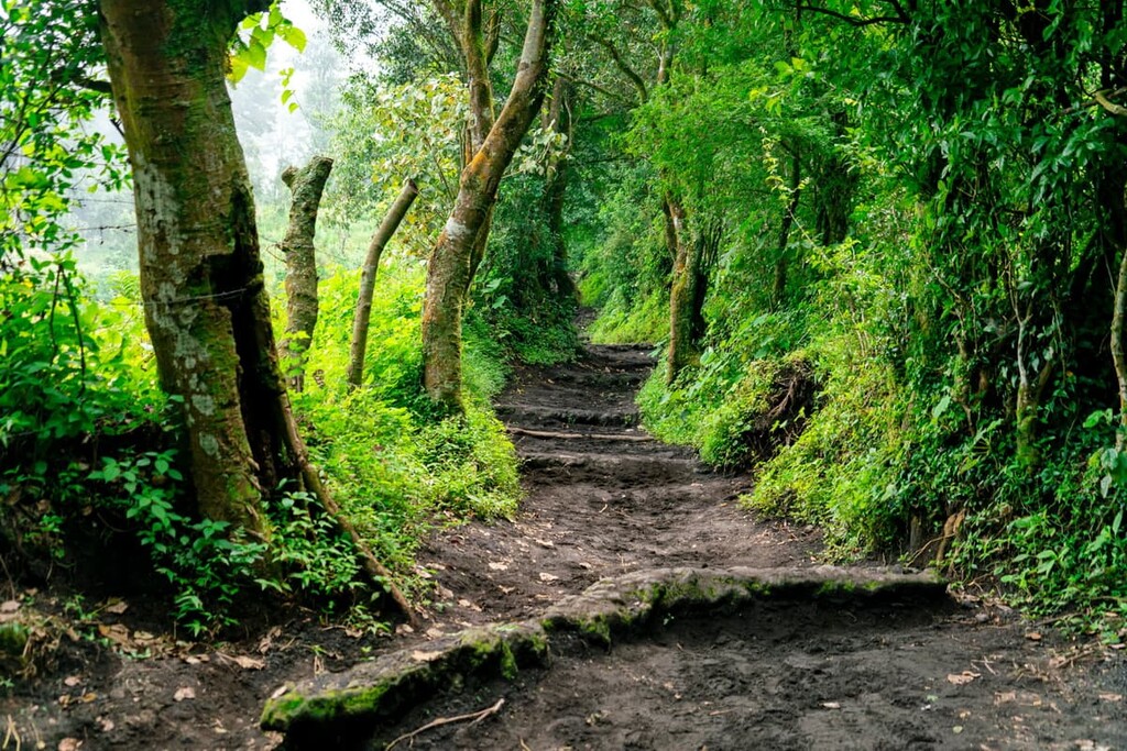 Volcan de Pacaya national park, Guatemala