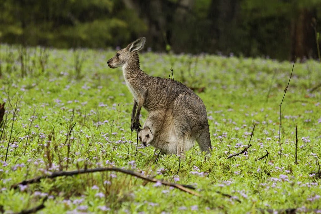 Warrumbungle National Park, Australia