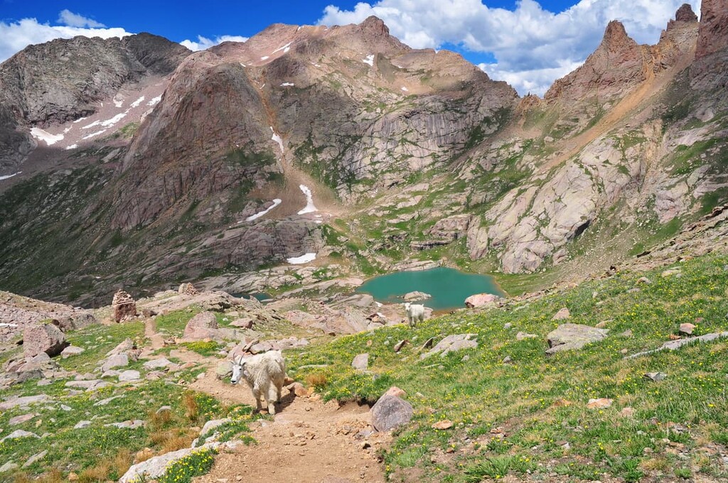 Mountain Goats in Chicago Basin, Weminuche Wilderness, US