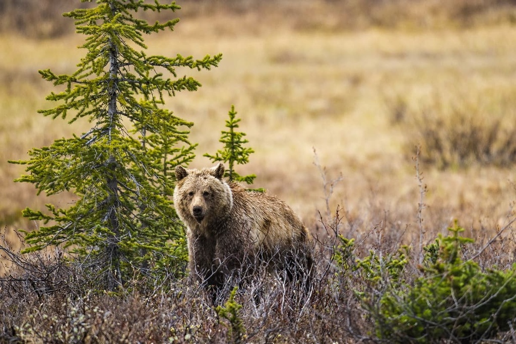 grizzly bear, Whitehorse Wildland Provincial Park, Alberta