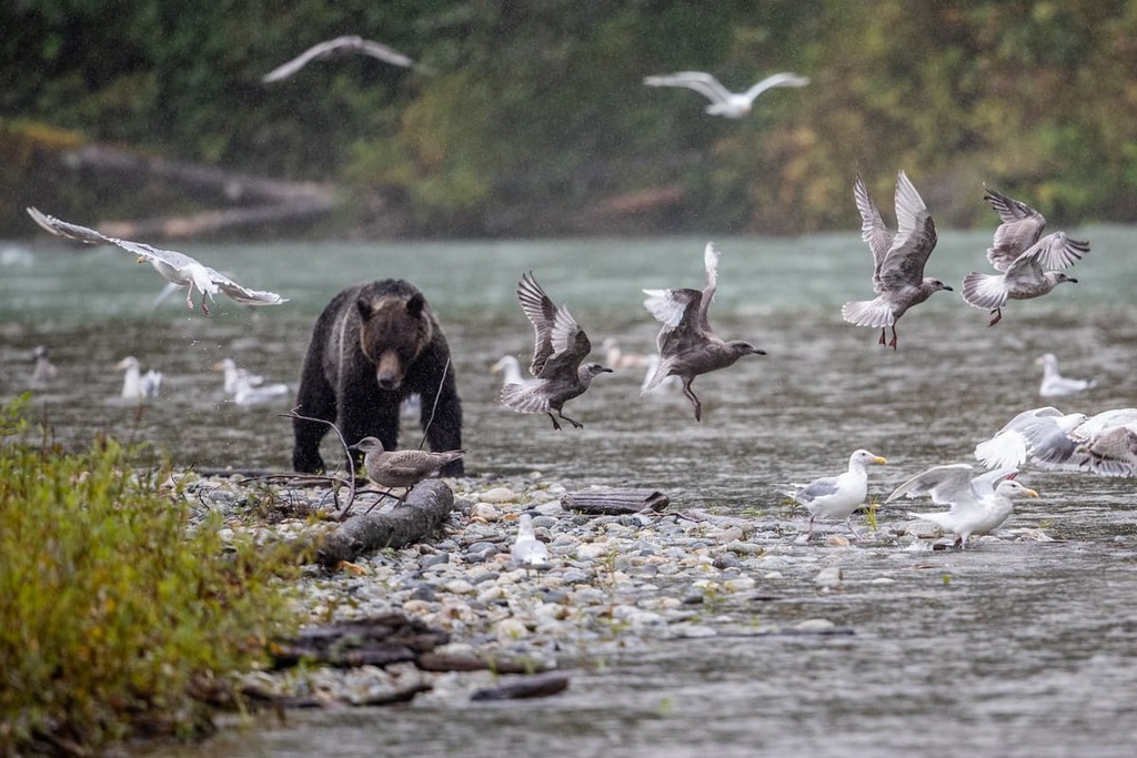Whitemantle Range, British Columbia