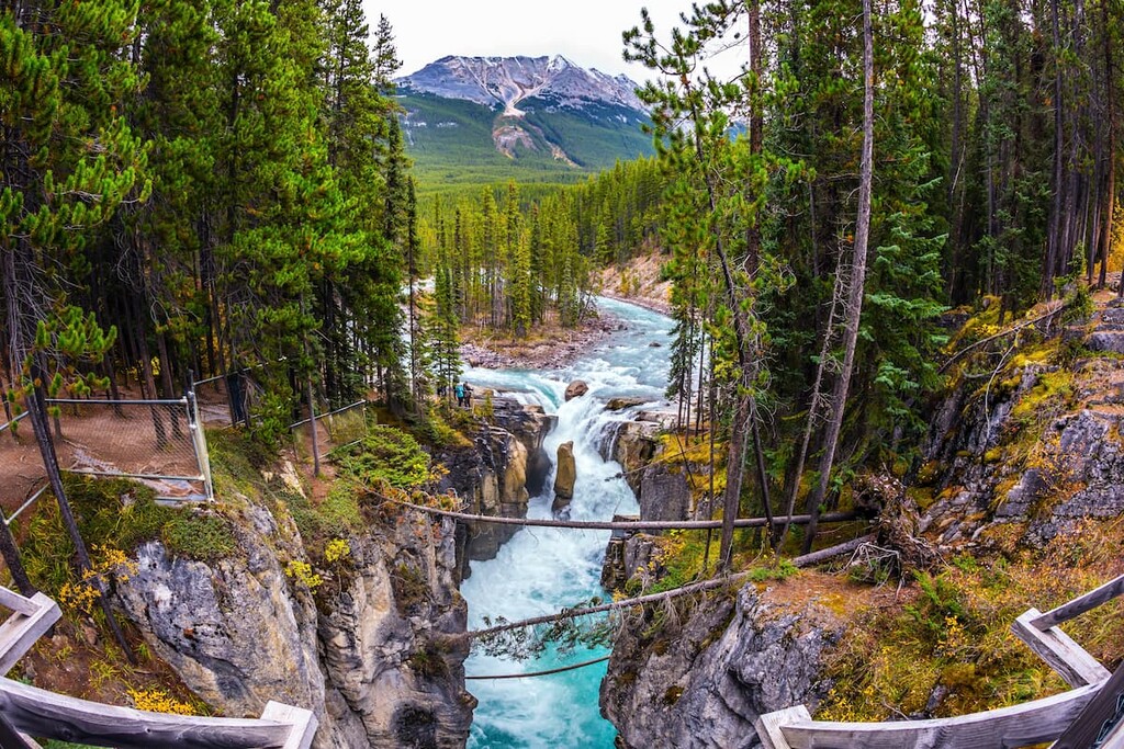 Pine, Winston Churchill Range, Canada