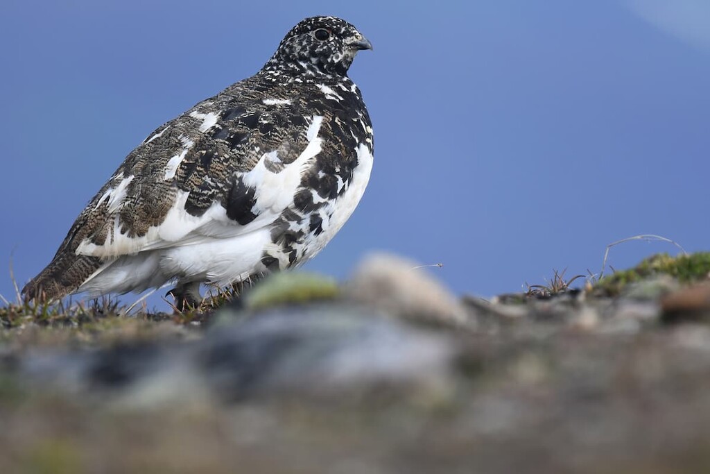 white-tailed ptarmigan, Winston Churchill Range, Canada