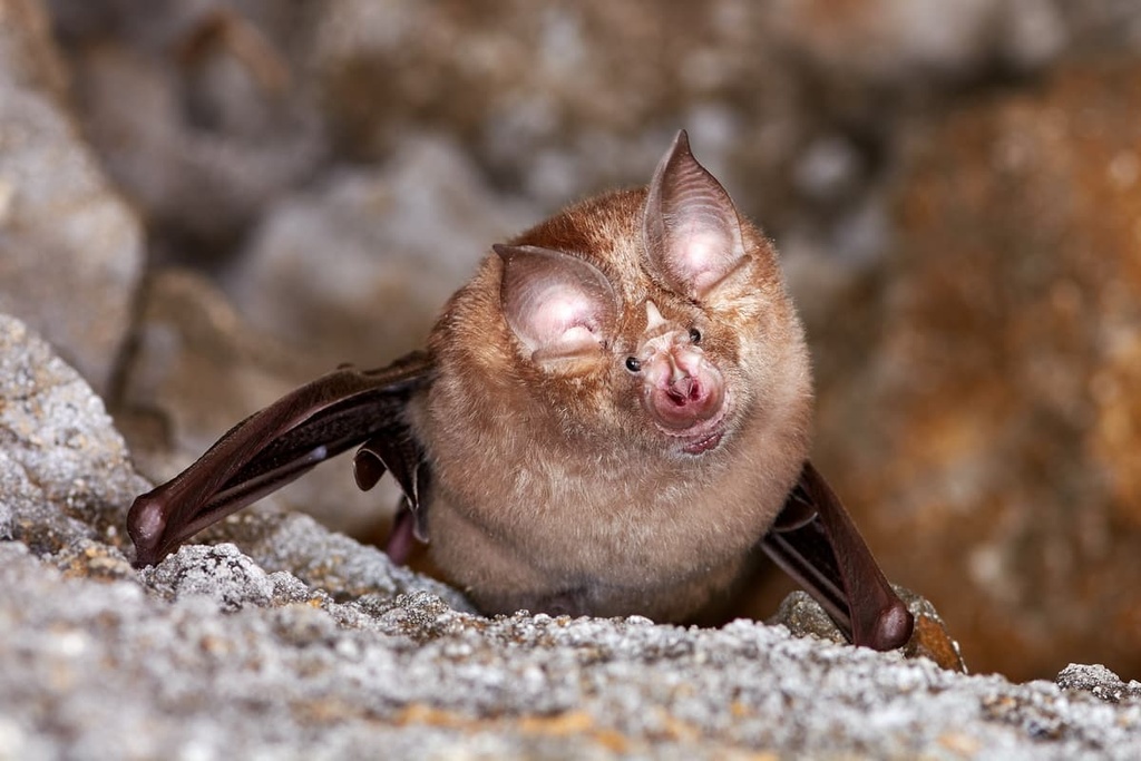 Lesser horseshoe bat, Wye Valley AONB, England