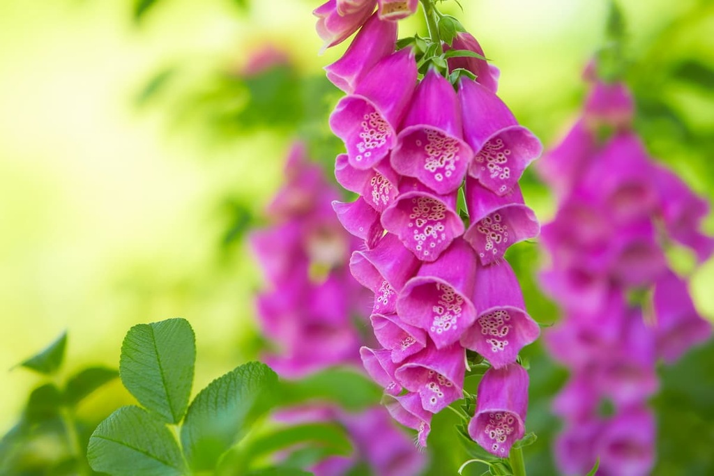 foxglove flowers, Wye Valley AONB, England