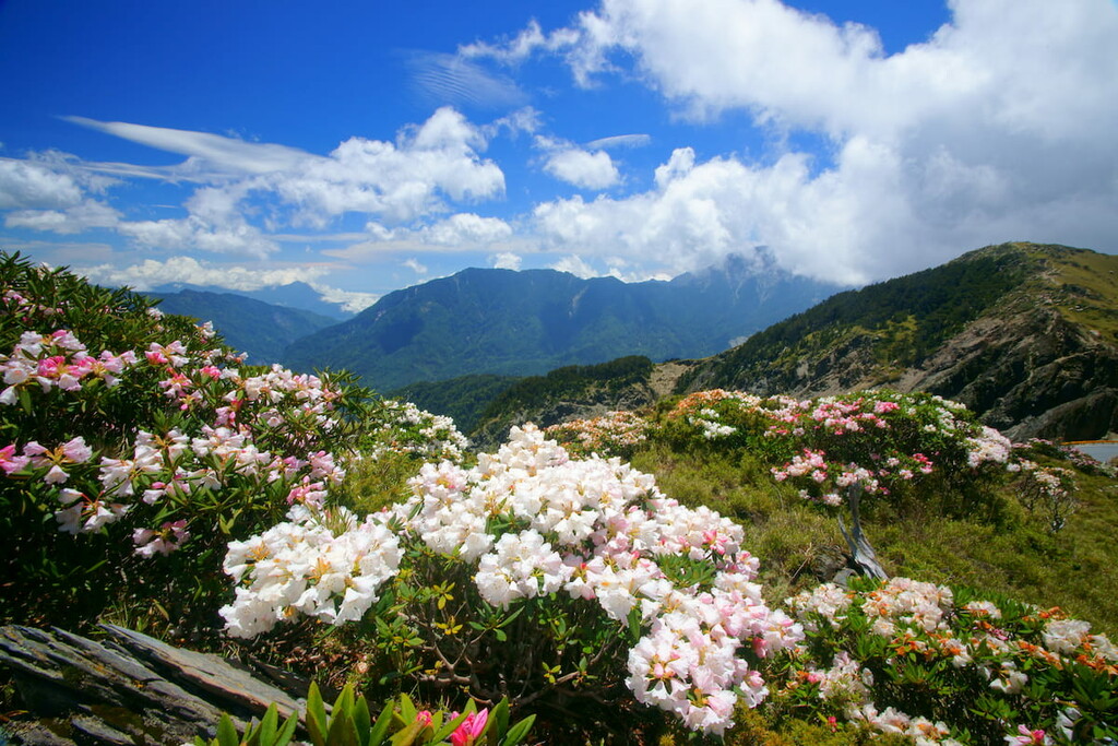 Flowers Yushan National Park, Taiwan