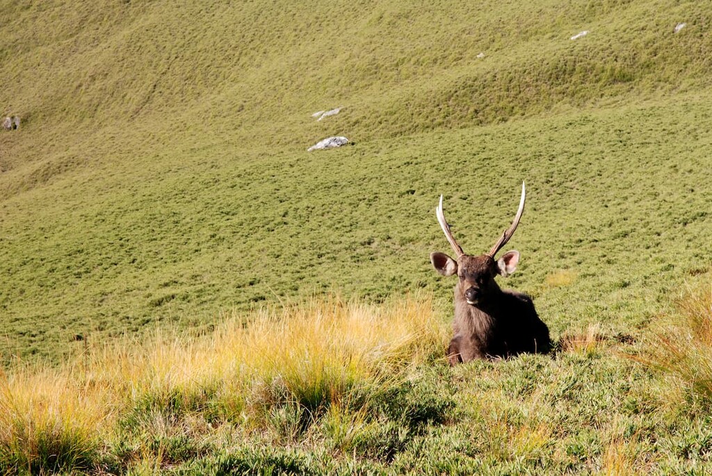 sambar deer, Yushan Peaks Special Scenic Area, Taiwan