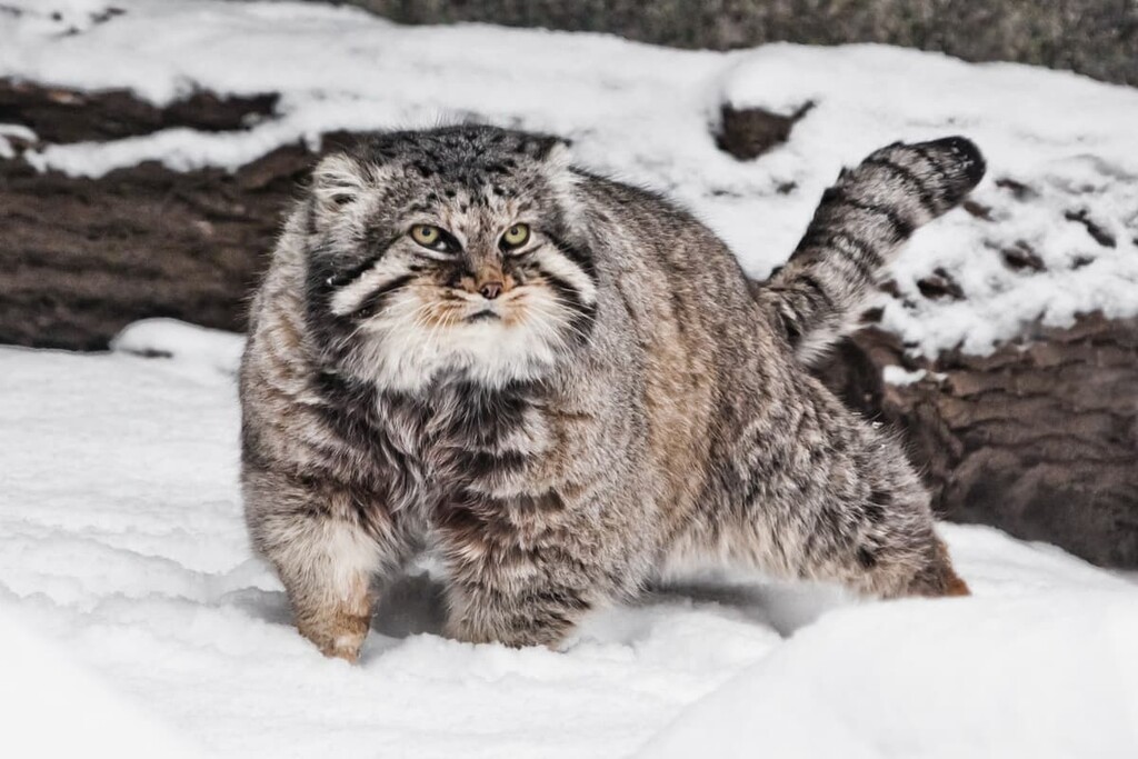 Manul cat, Zabaikalsk Territory