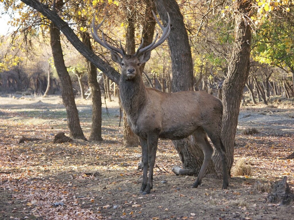 Bukhara deer in Zeravshan reserve, Zeravshan Range, Tajikistan