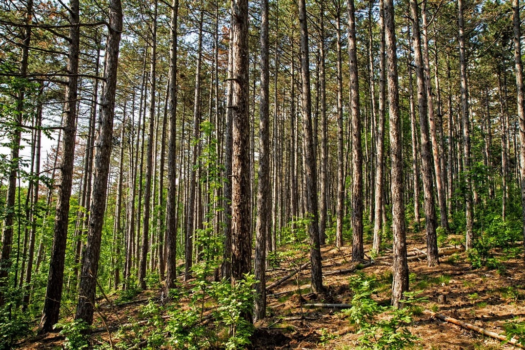 Sihlwald Canton Zurich, Switzerland