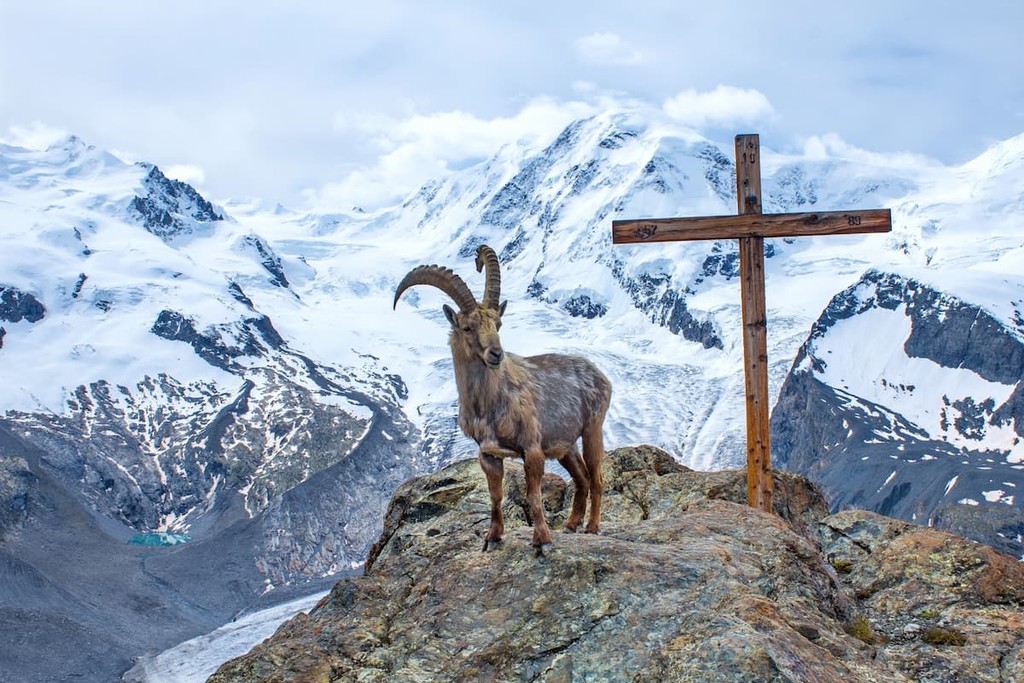 Alpine ibex in Swiss Alps