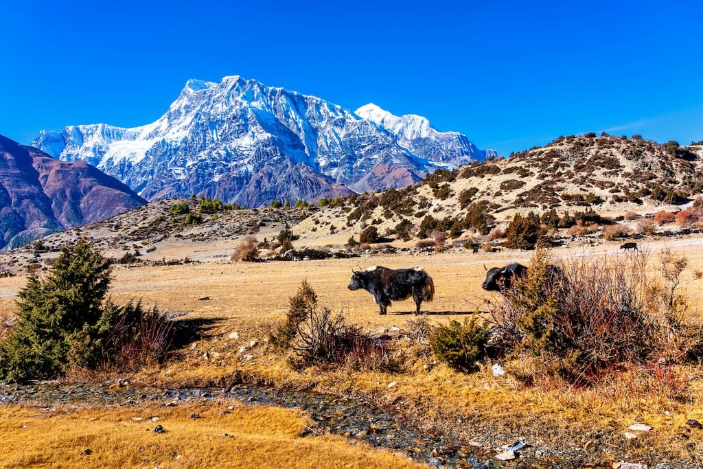 Yak on the way on Annapurna Circle Trail - popular tourist track in Nepal - Annapurna Conservation Area