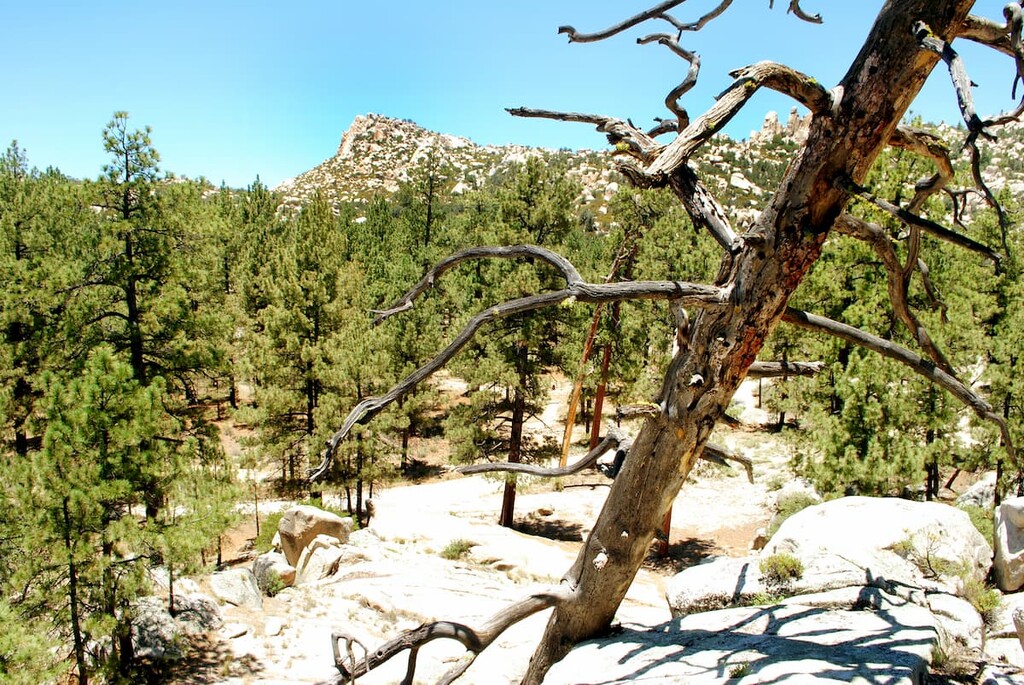 View of the Constitution 1857 National Park, Sierra Juarez. Baja California