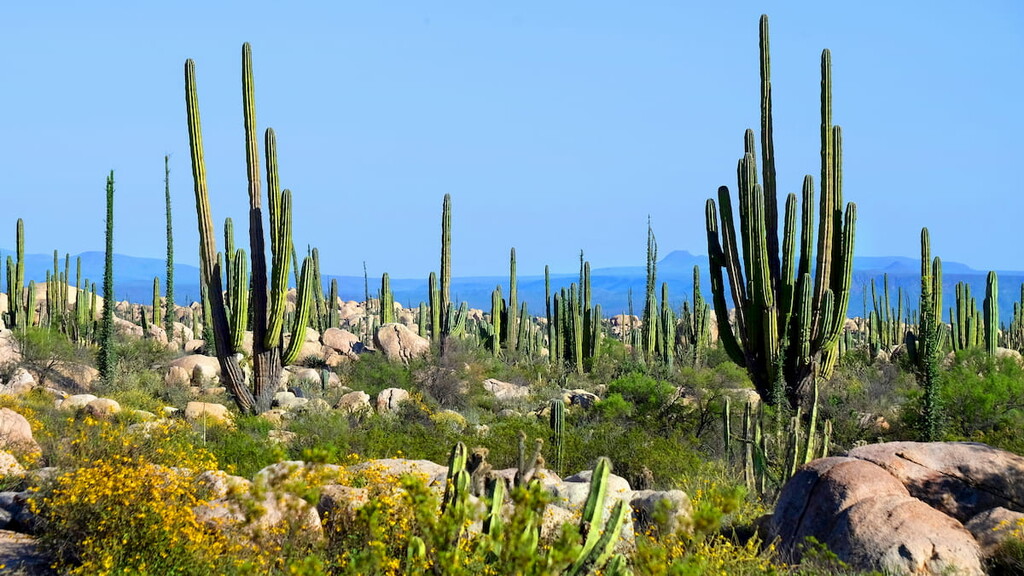 Flora Y Fauna De Baja California Norte