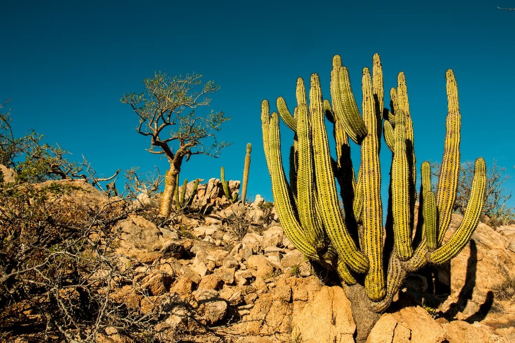 Sonoran Desert. Baja California
