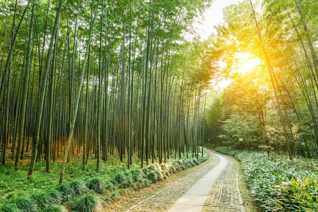 Quiet Bamboo forest trail in Hangzhou, China