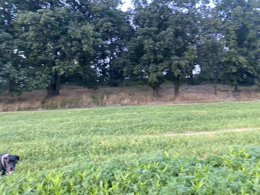 Galgenberg