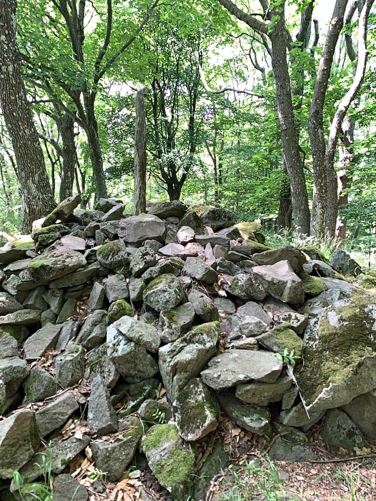 Magosfa (Tátralátó)