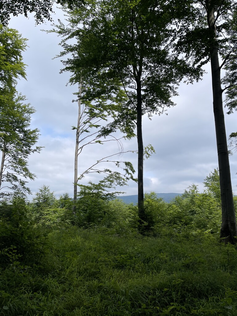 Kiczera