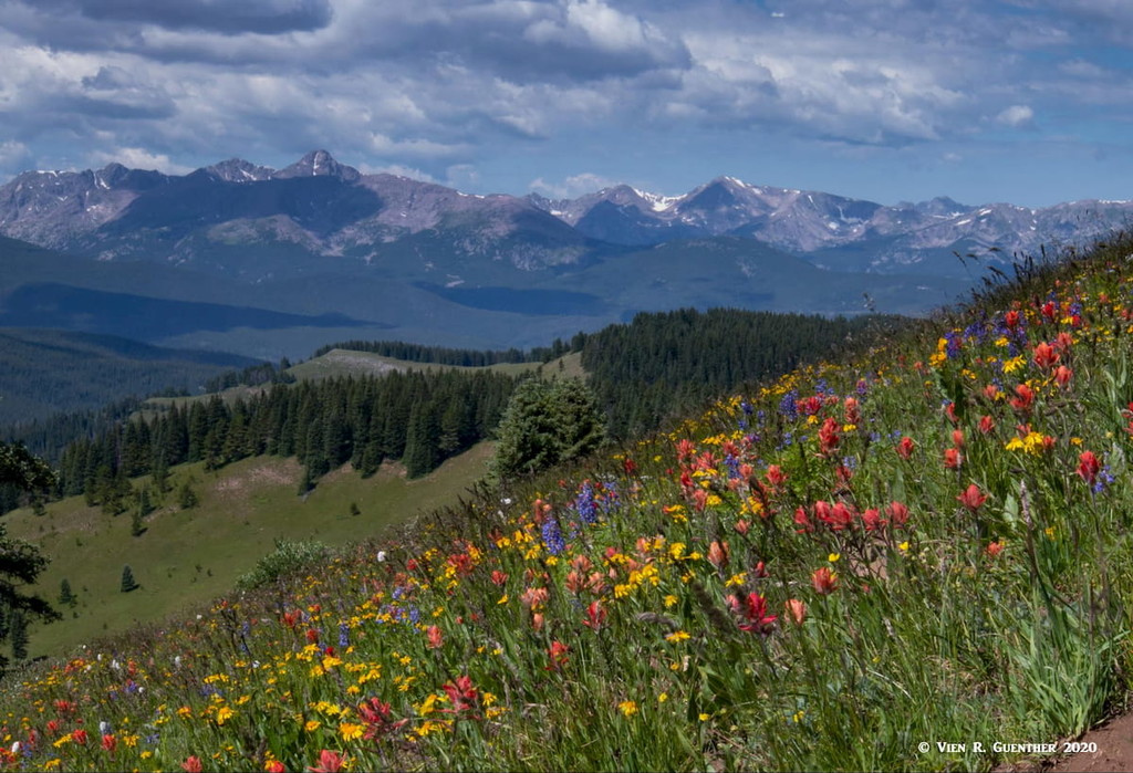 Shrine Mountain Wildflower Meadow , Eagle County, Colorado