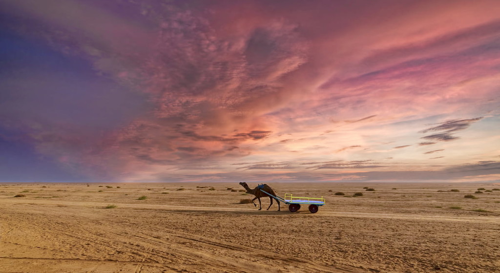 Beautiful sunset camel ride view at great Rann of Kutch, Salty Landscapes, Gujarat