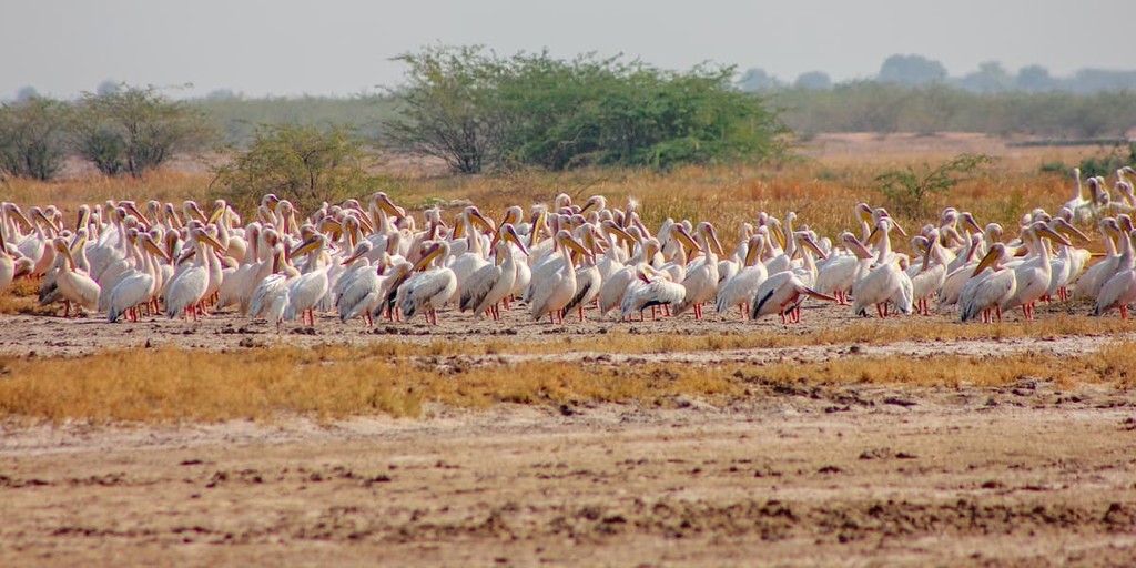 Flock of pelican birds on ground at Little Rann Of Kutch