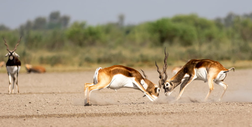 Antilope in national park Velavadar, Gujarat