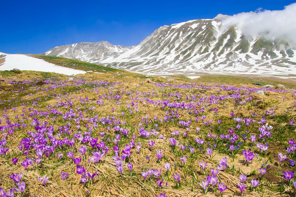 Gran Sasso National Park Abruzzo with crocus flowers, Italy