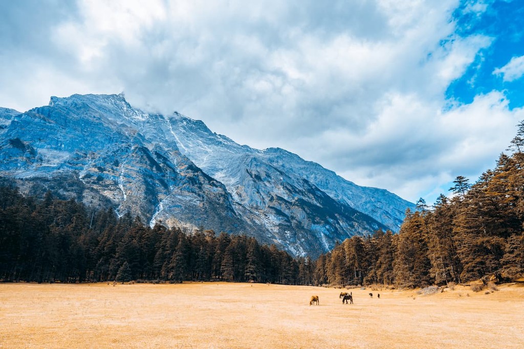 The Yunshanping (The Spruce Meadow). Jade Dragon snow mountain