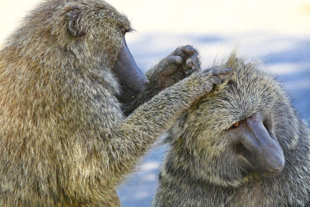 Olive Baboons at Yankari National Park