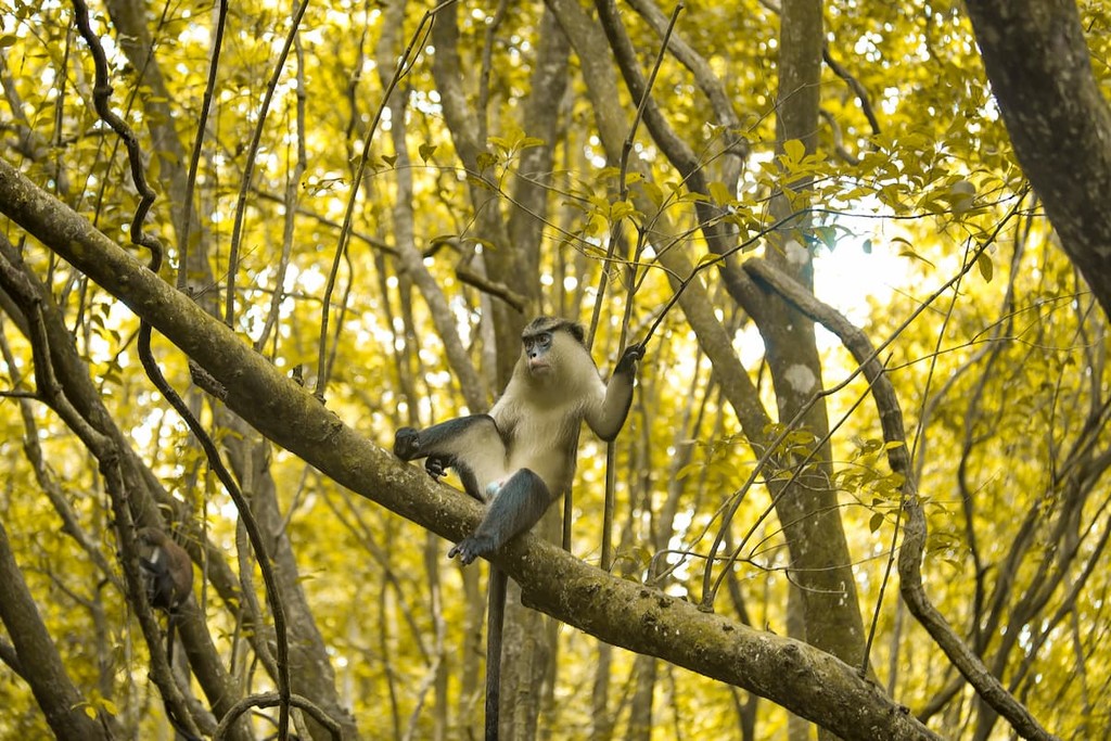 Aerial photos of the long beach at the sand bar island in Nigeria, Africa