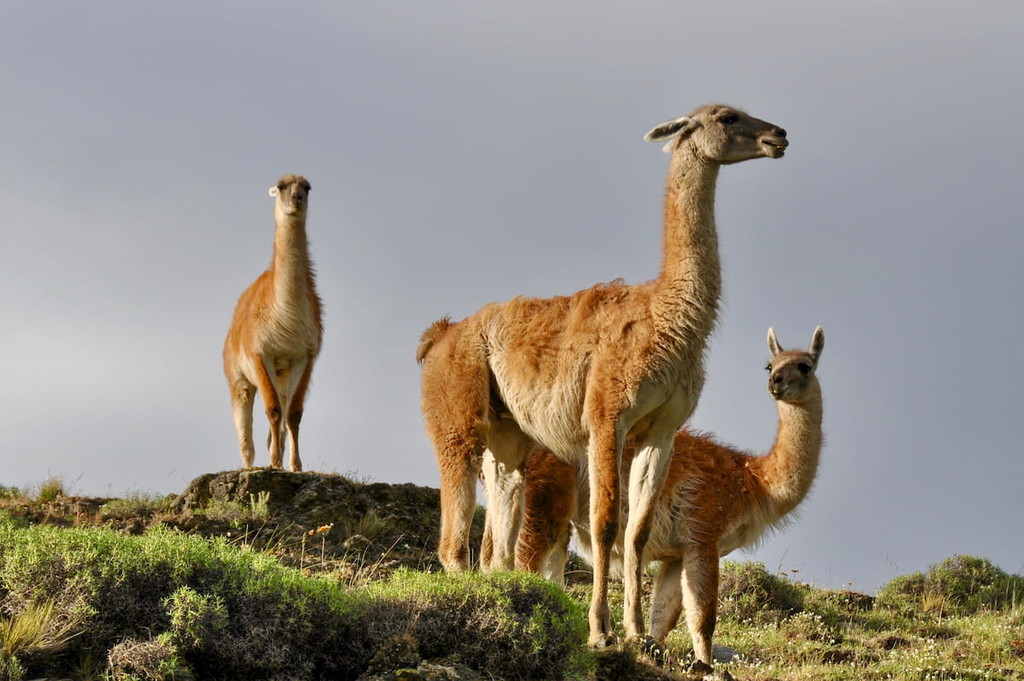 A group of guanacos in Aysen region of Chilean Patagonia
