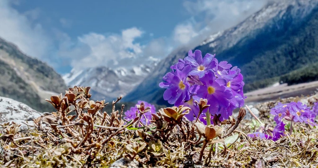 Yumthang valley, Sikkim, India