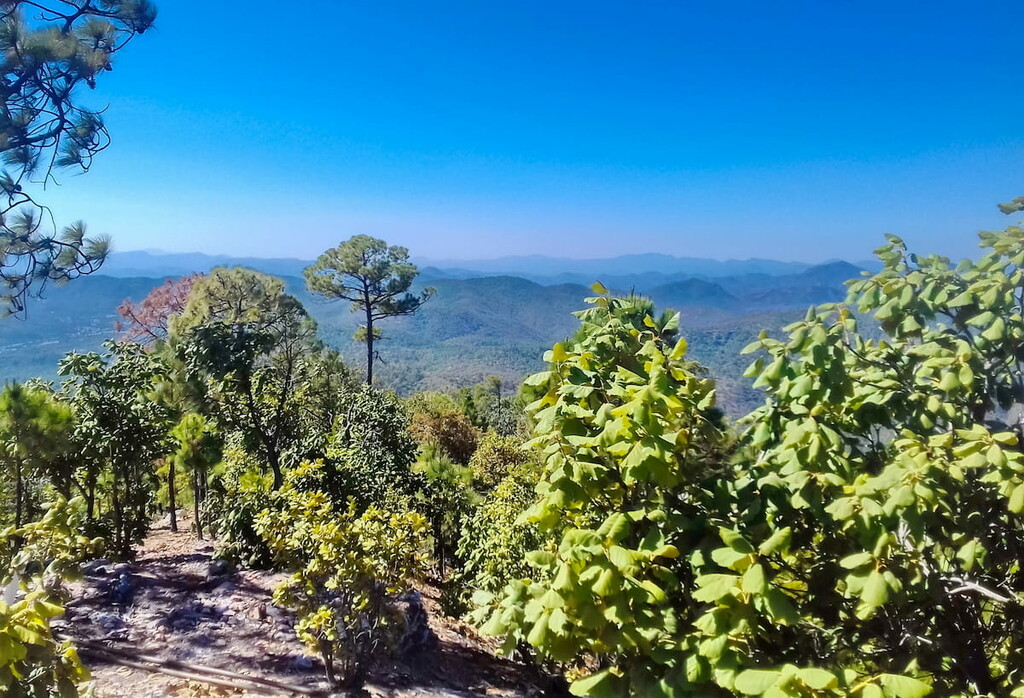 Sierra Madre Occidental Pine-Oak Forests, Sonora, Mexico