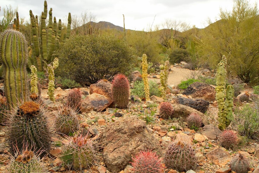 Sonoran Desert, Sonora, Mexico