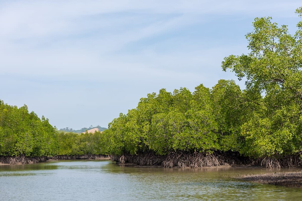 Sonoran Desert, Sonora, Mexico