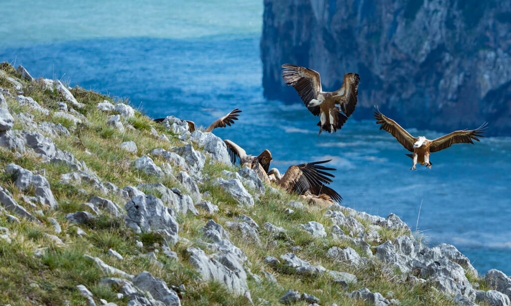 Griffon vulture in Liendo valley by the Cantabrian sea, Spain