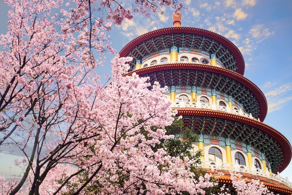 Sakura in Taipei