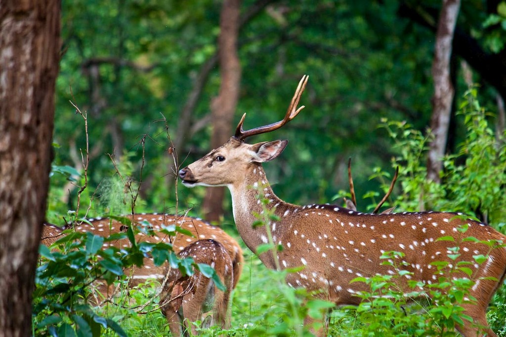 Mudumalai National Park, Tamil Nadu, India