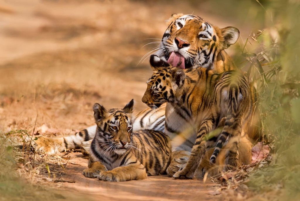 Anamalai Tiger Reserve, Tamil Nadu, India