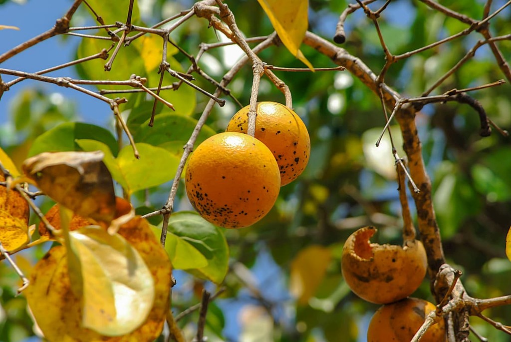 strychnine tree, Tamil Nadu, India