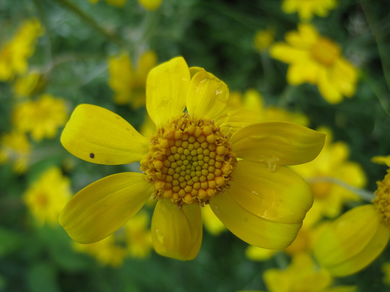Botanischer Garten