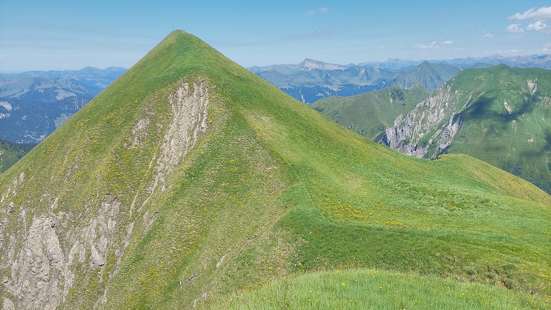 Grünes Gräshorn