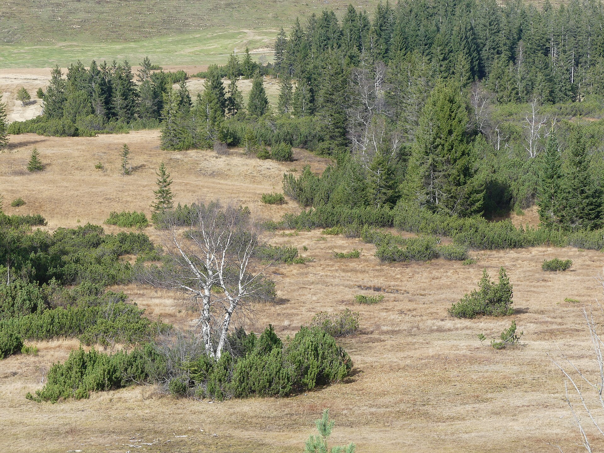 Kojen-Moos