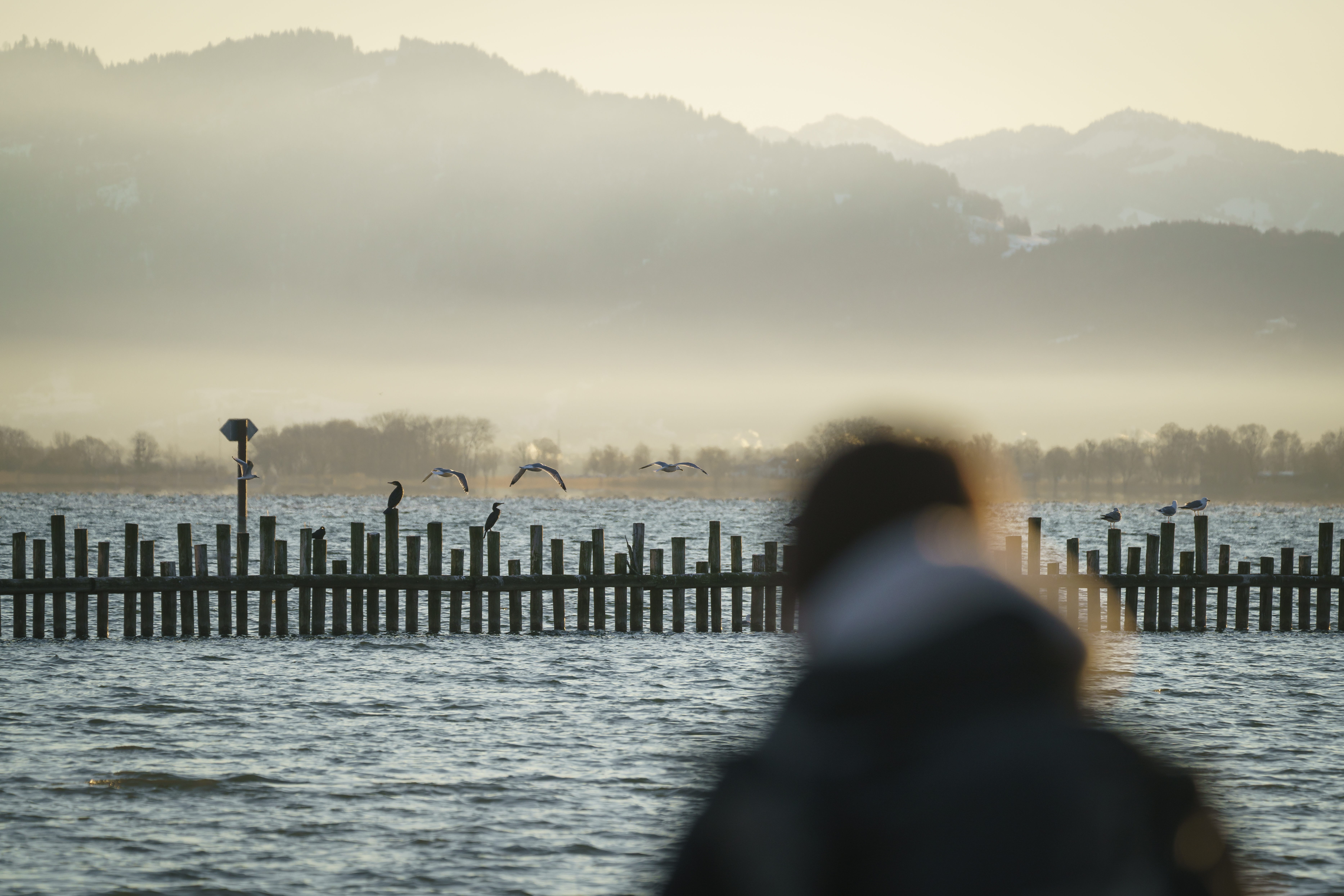 Birdwatching im Rheindelta am Bodensee